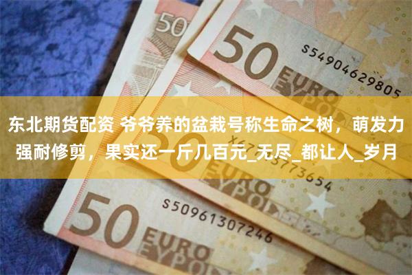 东北期货配资 爷爷养的盆栽号称生命之树，萌发力强耐修剪，果实还一斤几百元_无尽_都让人_岁月